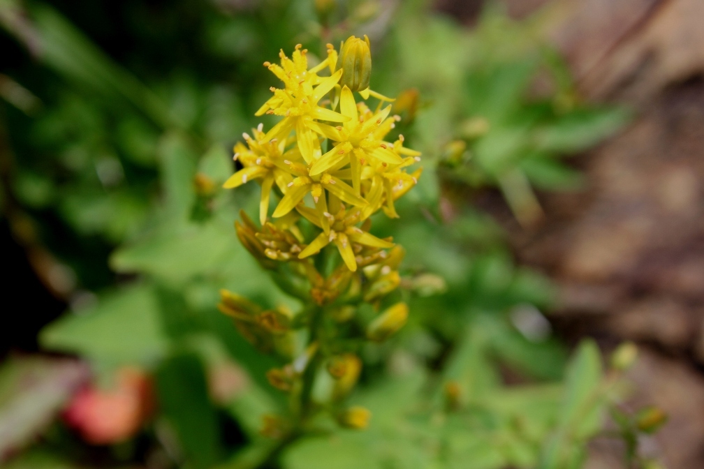 IMG_0440-キンコウカ