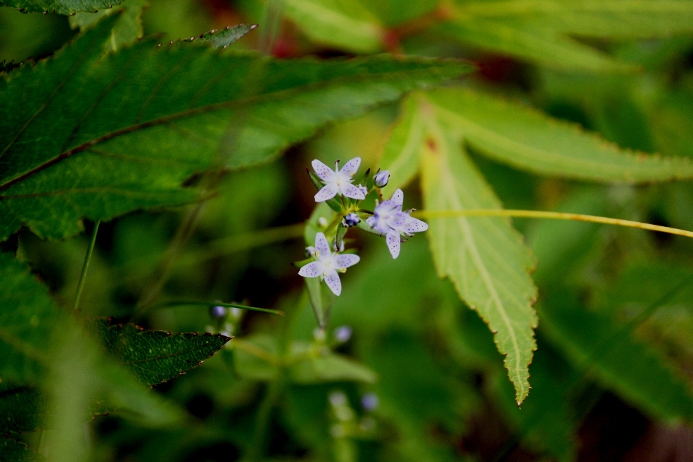 IMG_0378-ハッポウタカネセンブリ
