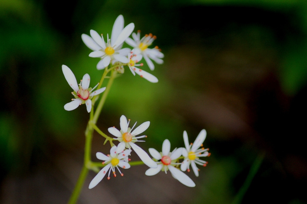 IMG_0382-ミヤマダイモンジソウ