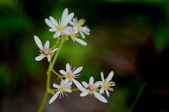 IMG_0382-ミヤマダイモンジソウ