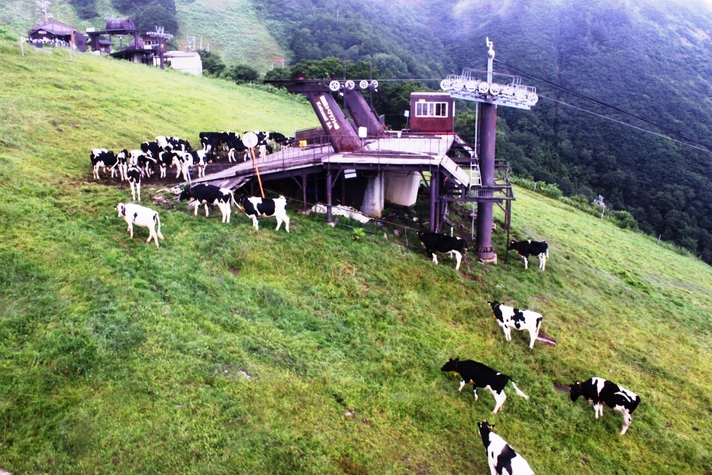 IMG_0324-牛の放牧