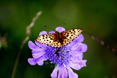 IMG_0364-タカネマツムシソウと蝶