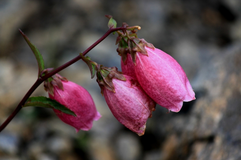 IMG_0419-ホタルブクロ