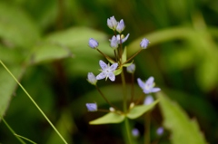 IMG_0468-ハッポウタカネセンブリ