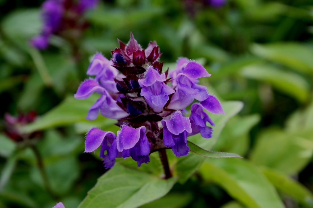 IMG_0685-タテヤマウツボグサ