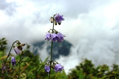 IMG_0513-ハクサンシャジン