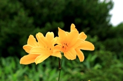 IMG_0576-ニッコウキスゲ