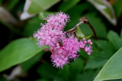 IMG_0715-シモツケソウ