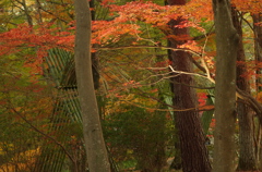 森林公園３