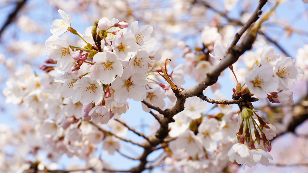 2012桜2