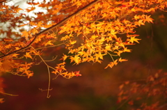 森林公園４