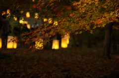 森林公園５
