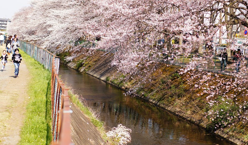 2012桜4
