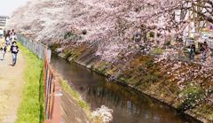 2012桜4