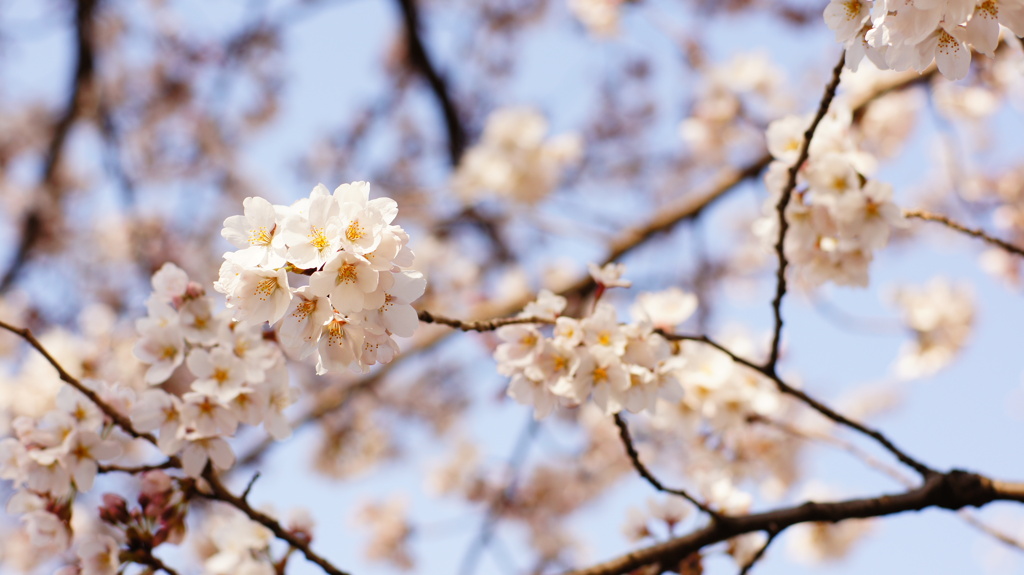 2012桜3