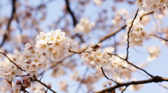 2012桜3