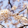 2012桜3