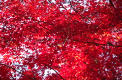 森林公園