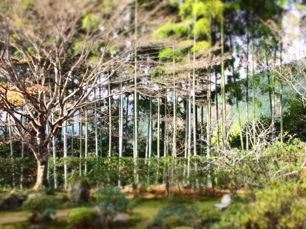 京都　大原三千院