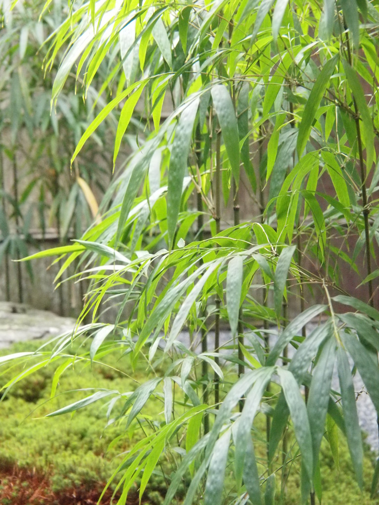 京都大原三千院