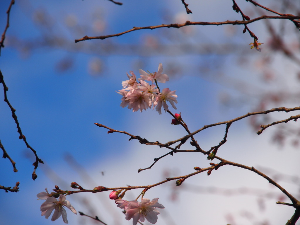 不断桜