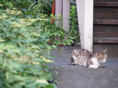 ご近所にゃんこ