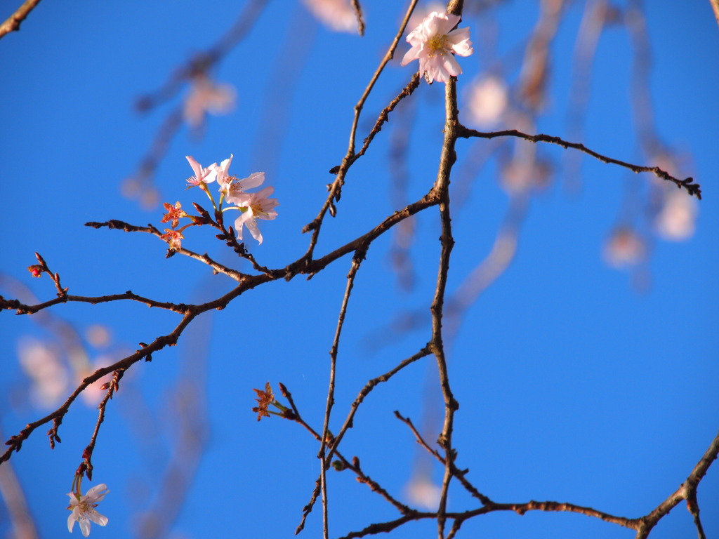 不断桜