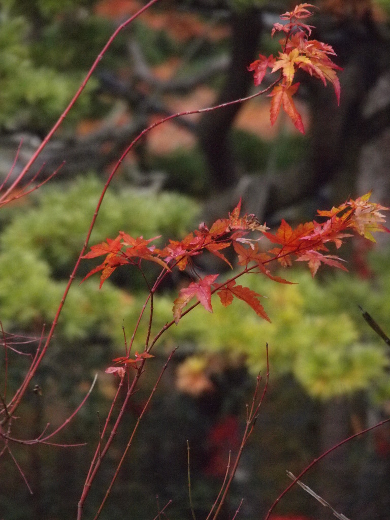 京都大原三千院