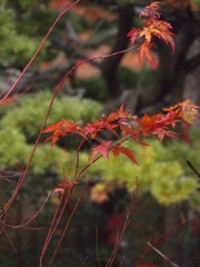 京都大原三千院