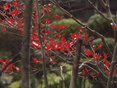 京都大原三千院