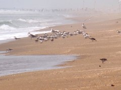 晩夏の渚