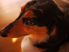 愛犬
