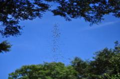 水滴舞う
