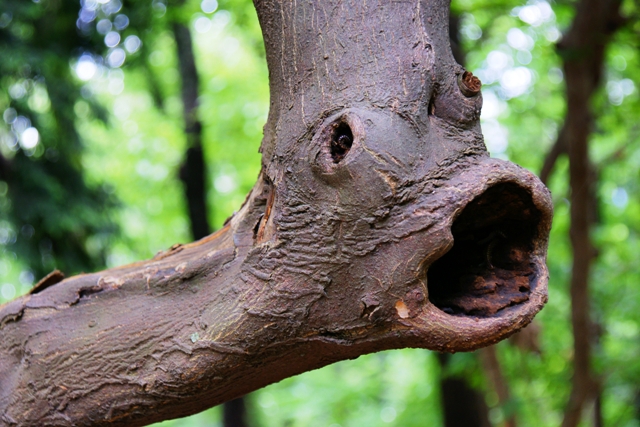 森に潜む新深海魚