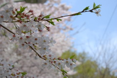 桜