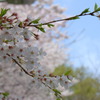 桜