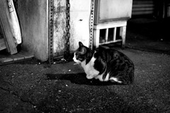 猫