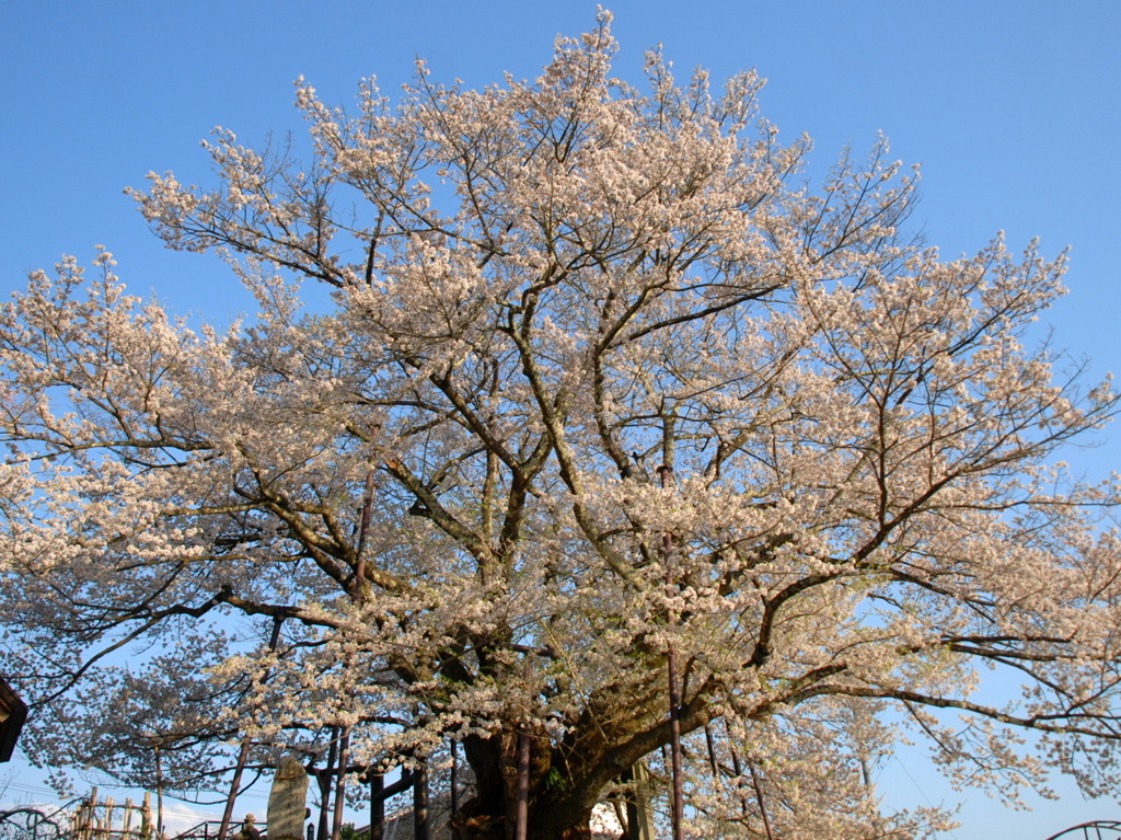 桜