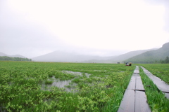 梅雨の尾瀬