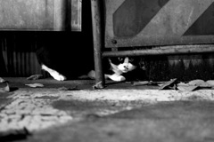 猫