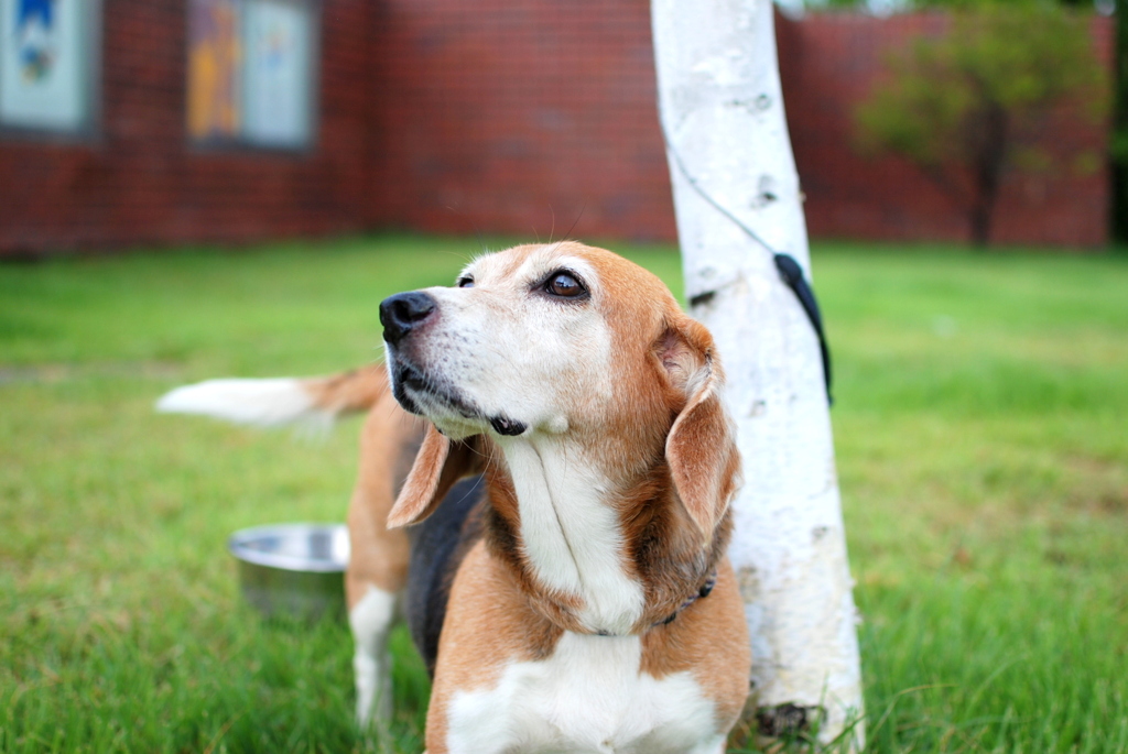 犬