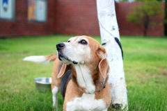 犬
