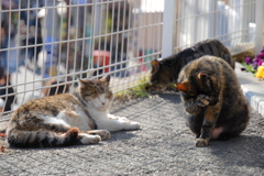 猫たちの休憩