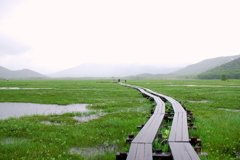 梅雨の尾瀬