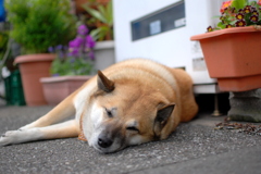 犬