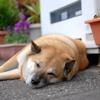 犬
