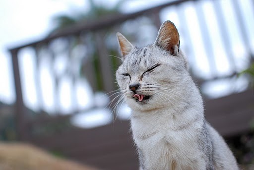 猫