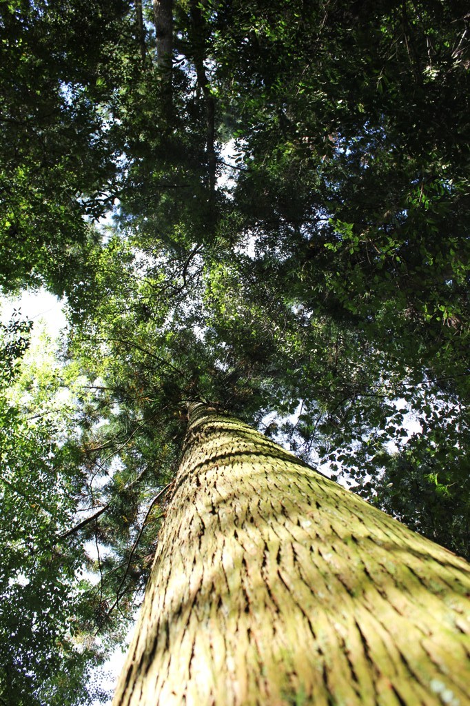 杉