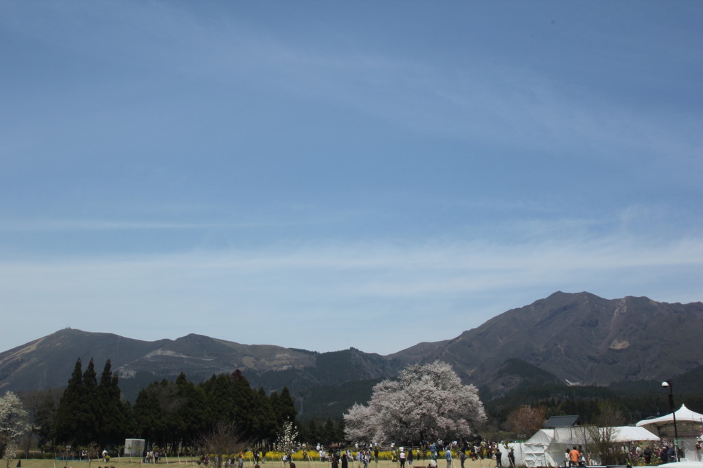 一心行の大桜③