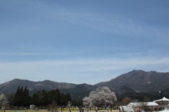 一心行の大桜③